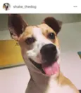 Shake
