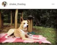 Shake