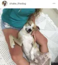 Shake