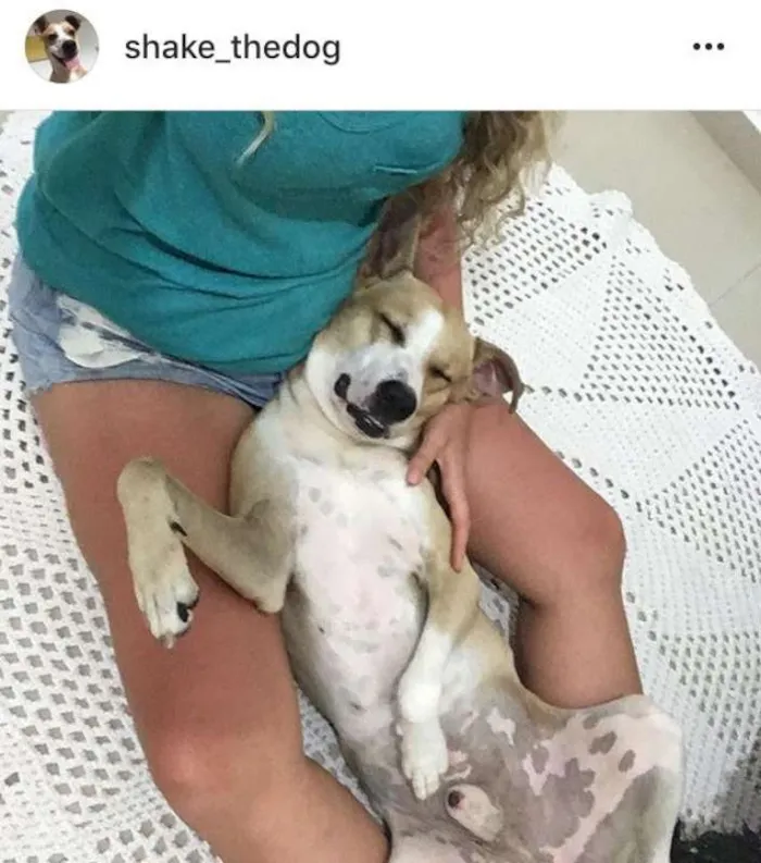 Cachorro ra a Vira Lata idade 2 anos nome Shake
