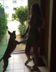 Shake