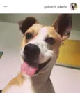 Shake
