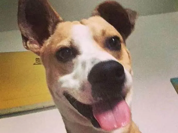 Cachorro ra a Vira Lata idade 2 anos nome Shake