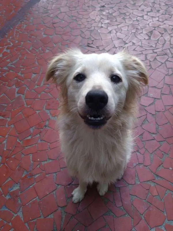 Cachorro ra a Vira Lata idade 2 anos nome Picole