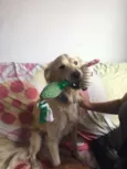 Picole