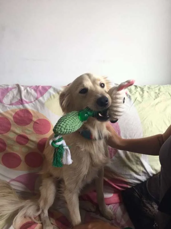 Cachorro ra a Vira Lata idade 2 anos nome Picole