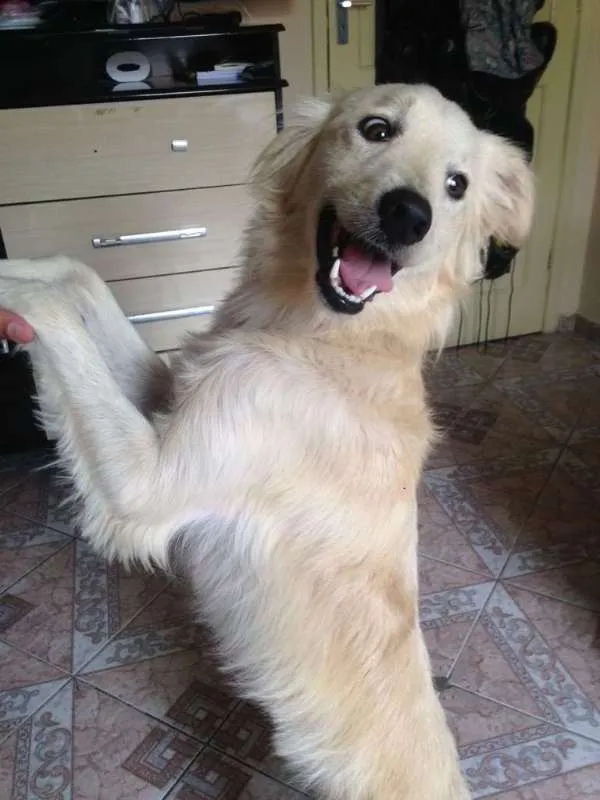 Cachorro ra a Vira Lata idade 2 anos nome Picole