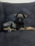 Tuca