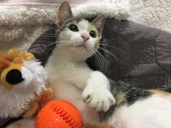 Gato ra a SRD idade 2 a 6 meses nome PÁPRICA