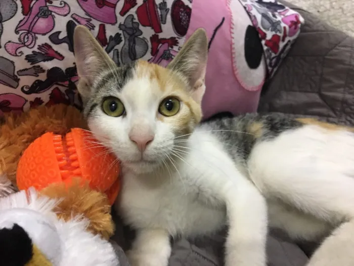 Gato ra a SRD idade 2 a 6 meses nome PÁPRICA