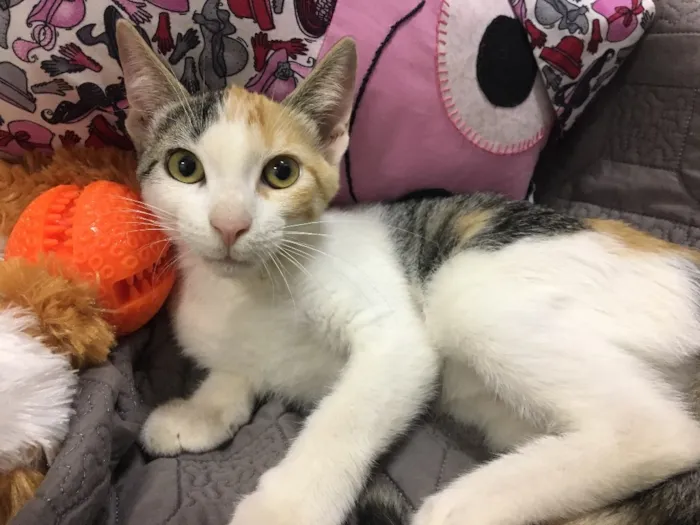 Gato ra a SRD idade 2 a 6 meses nome PÁPRICA