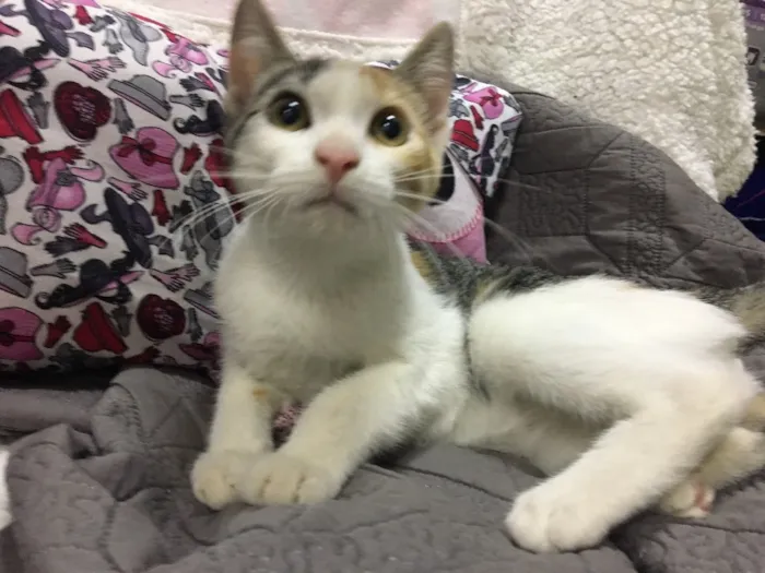 Gato ra a SRD idade 2 a 6 meses nome PÁPRICA