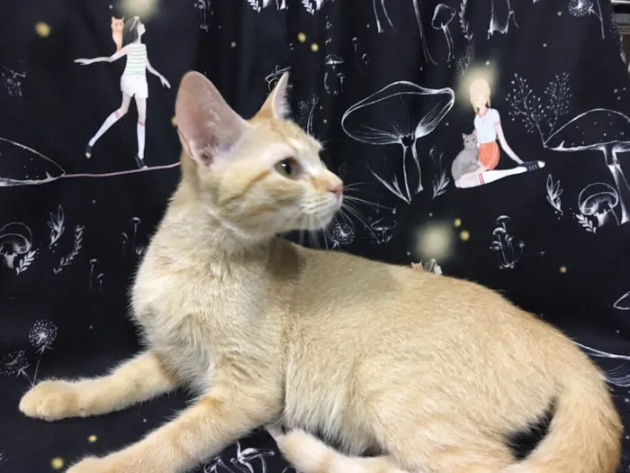 Gato ra a SRD idade 2 a 6 meses nome CAMOMILA