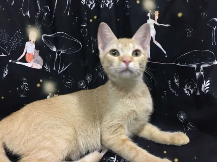 Gato ra a SRD idade 2 a 6 meses nome CAMOMILA