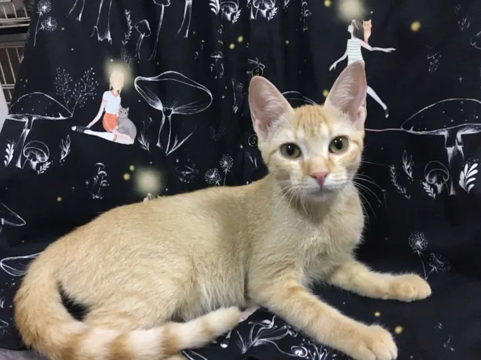 Gato ra a SRD idade 2 a 6 meses nome CAMOMILA