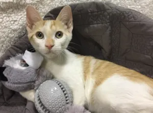 Gato raça SRD idade 2 a 6 meses nome CURRY