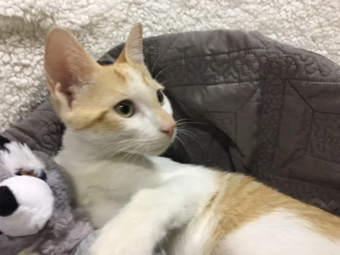 Gato ra a SRD idade 2 a 6 meses nome CURRY