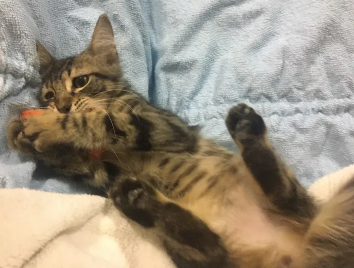 Gato ra a SRD idade 2 a 6 meses nome GINGER