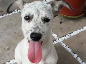 Cachorro raça SRD idade 2 a 6 meses nome Sem nome