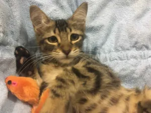 Gato raça SRD idade 2 a 6 meses nome GINGER