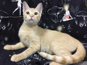 Gato raça SRD idade 2 a 6 meses nome CAMOMILA