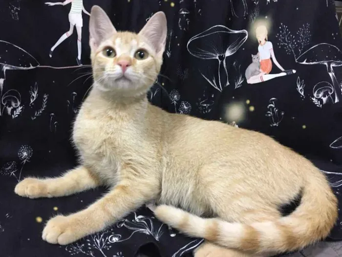 Gato ra a SRD idade 2 a 6 meses nome CAMOMILA