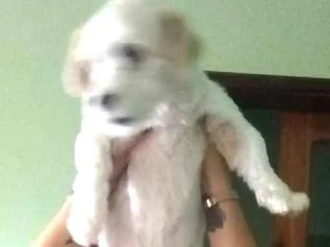 Cachorro ra a Poodle idade 4 anos nome Frank