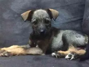 Cachorro raça SRD idade 2 a 6 meses nome Tuca