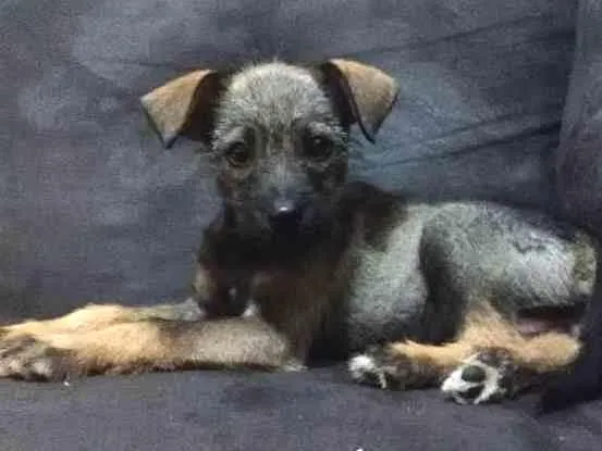 Cachorro ra a SRD idade 2 a 6 meses nome Tuca