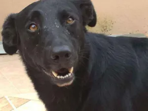 Cachorro raça Vira-lata  idade 4 anos nome Rex