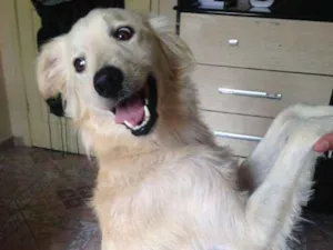 Cachorro raça Vira Lata idade 2 anos nome Picole