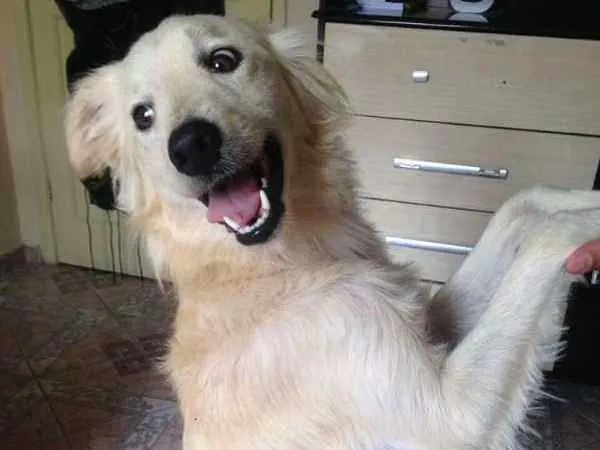 Cachorro ra a Vira Lata idade 2 anos nome Picole