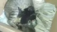 Gatos