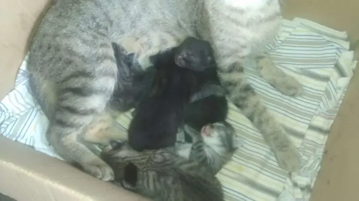 Gato raça Sem raça definida idade Abaixo de 2 meses nome Gatos