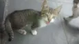 Gatos