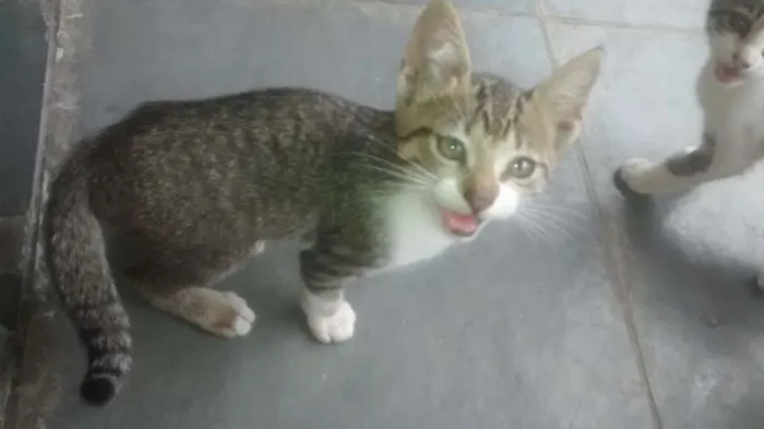 Gato raça Sem raça definida idade Abaixo de 2 meses nome Gatos