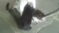 Gatos