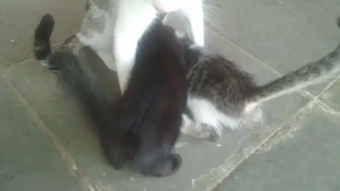 Gato raça Sem raça definida idade Abaixo de 2 meses nome Gatos