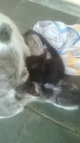 Gatos