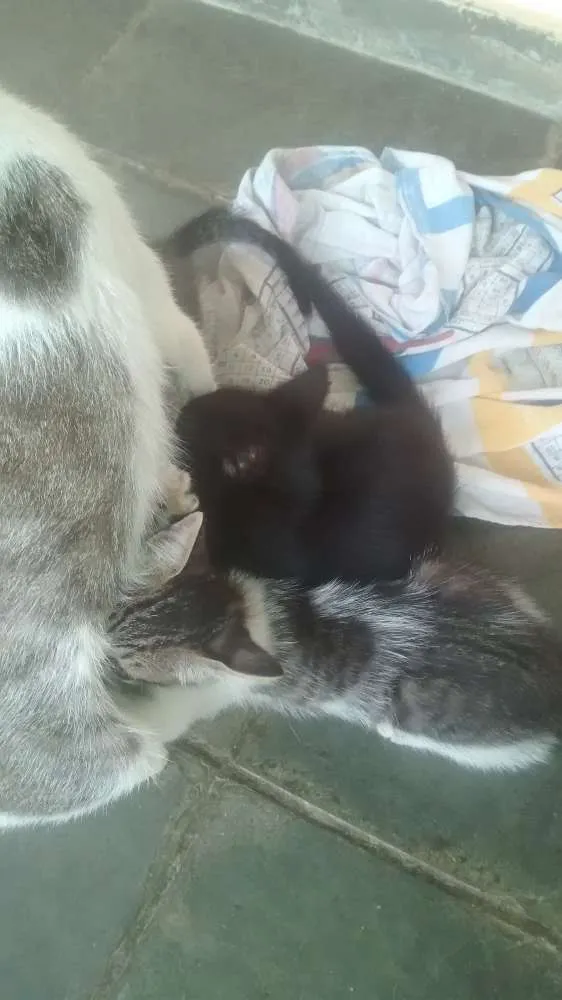 Gato raça Sem raça definida idade Abaixo de 2 meses nome Gatos