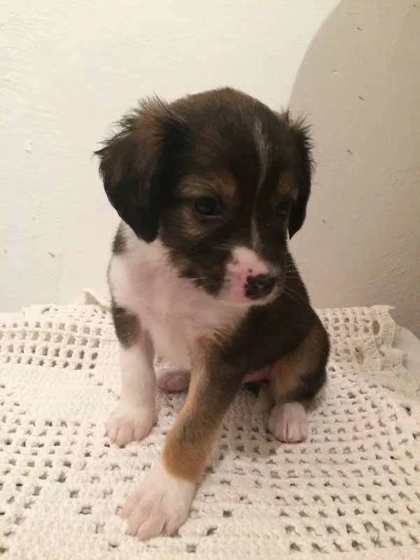 Cachorro ra a Vira-Lata idade Abaixo de 2 meses nome Sem nome