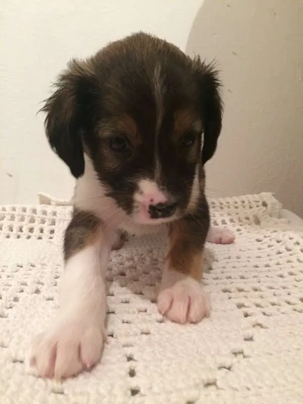 Cachorro ra a Vira-Lata idade Abaixo de 2 meses nome Sem nome