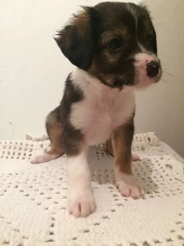 Cachorro ra a Vira-Lata idade Abaixo de 2 meses nome Sem nome