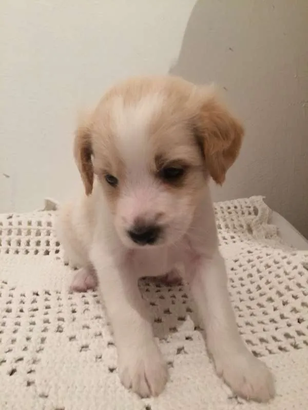 Cachorro ra a Vira-Lata idade Abaixo de 2 meses nome Sem nome