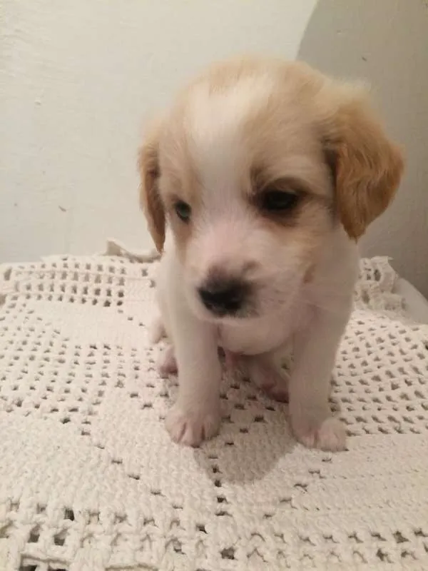 Cachorro ra a Vira-Lata idade Abaixo de 2 meses nome Sem nome