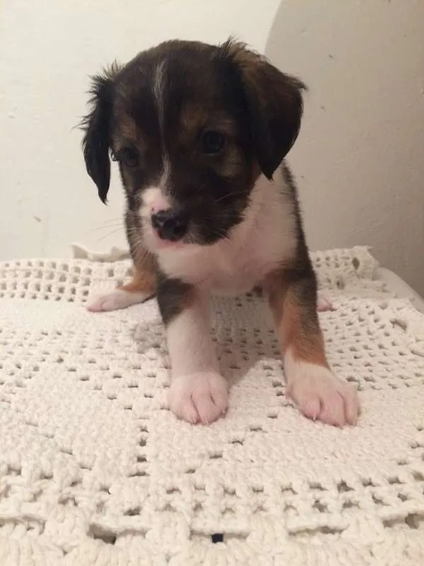 Cachorro ra a Vira-Lata idade Abaixo de 2 meses nome Sem nome