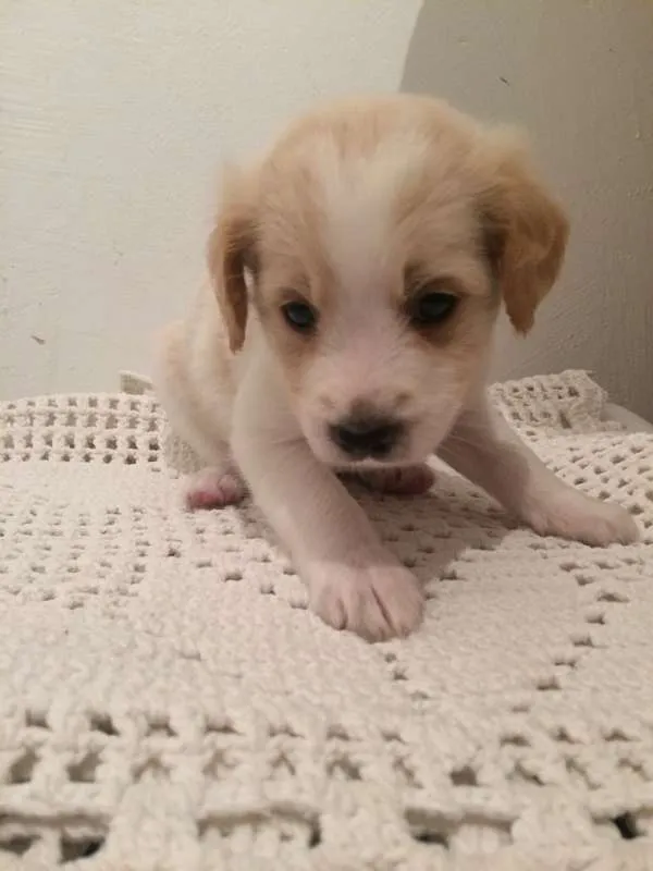 Cachorro ra a Vira-Lata idade Abaixo de 2 meses nome Sem nome