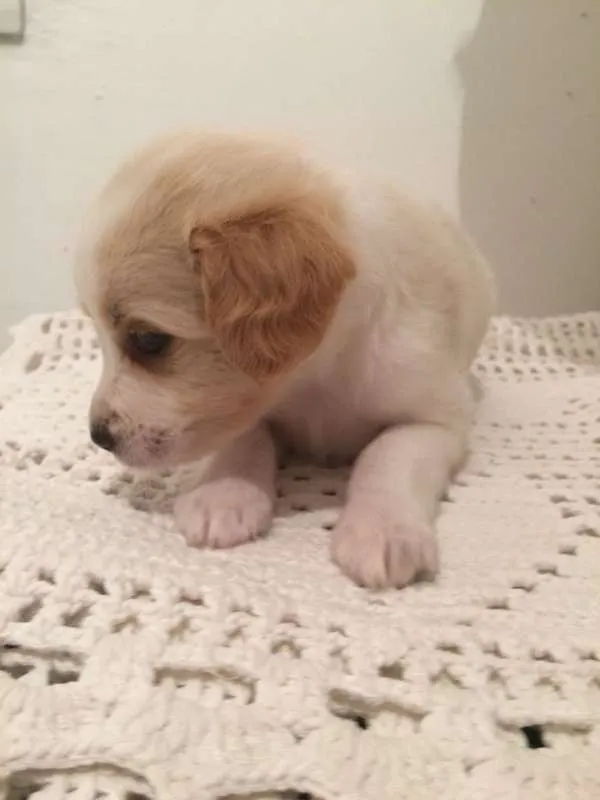 Cachorro ra a Vira-Lata idade Abaixo de 2 meses nome Sem nome