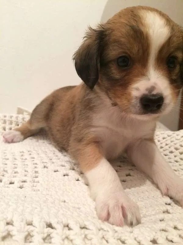 Cachorro ra a Vira-Lata idade Abaixo de 2 meses nome Sem nome