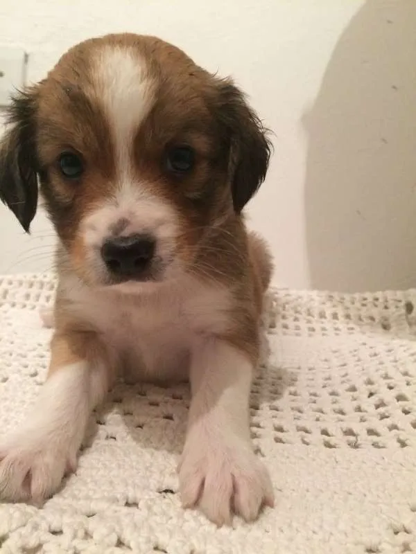 Cachorro ra a Vira-Lata idade Abaixo de 2 meses nome Sem nome
